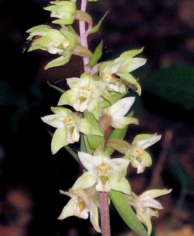 Elleborine violacea